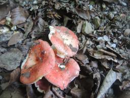 Russula maculata