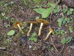 Cortinarius croceus
