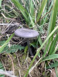 Entoloma caeruleum