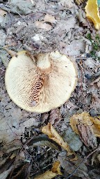 Paxillus involutus