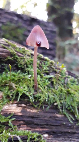 Mycena haematopus