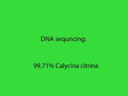 Calycina citrina