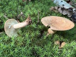 Lactarius quietus