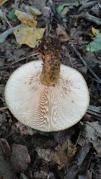 Lactarius turpis