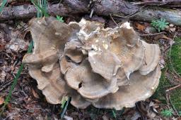 Bondarzewia mesenterica