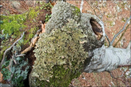 Lobaria pulmonaria