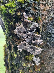 Auricularia mesenterica