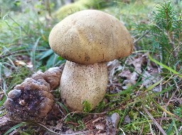 Suillellus mendax