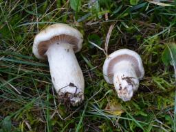 Hygrophorus ligatus