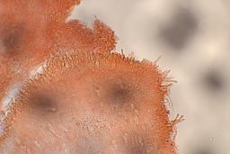 Lactocollybia cycadicola
