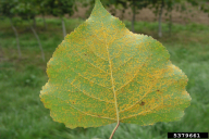 Melampsora laricis-populina