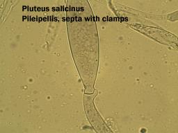 Pluteus salicinus