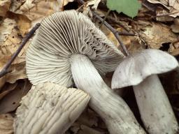 Tricholoma sciodes
