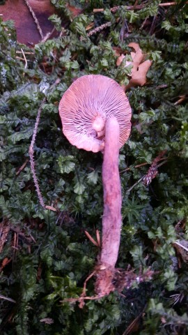 Lactarius camphoratus