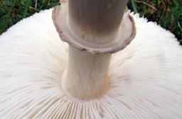 Leucoagaricus leucothites