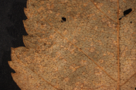 Melampsoridium betulinum
