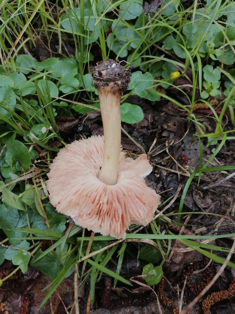 Pluteus cervinus