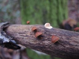 Phaeomarasmius erinaceus