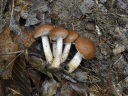 Typhrasa gossypina