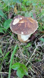 Boletus aereus