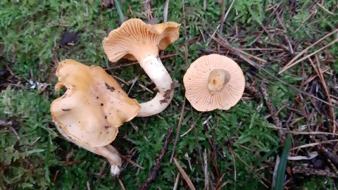 Cantharellus cibarius