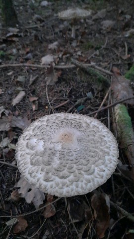 Chlorophyllum olivieri