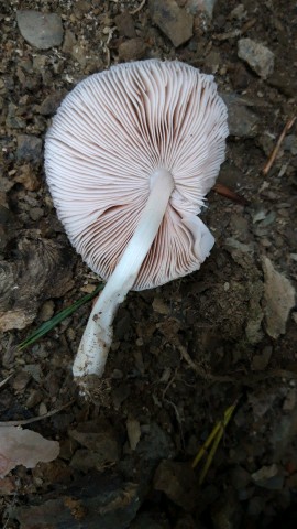 Pluteus inquilinus