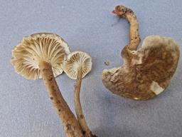 Infundibulicybe trulliformis