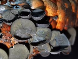 Rutstroemia bulgarioides