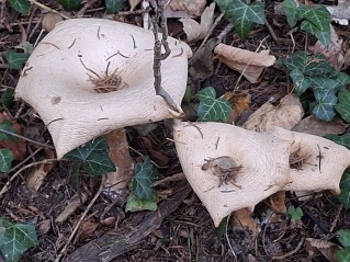 Infundibulicybe geotropa