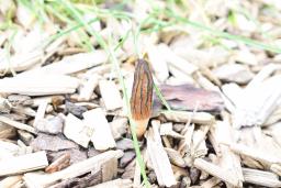 Morchella importuna