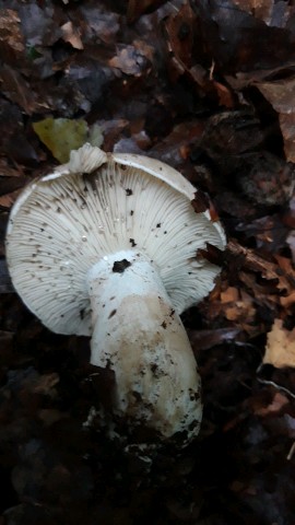 Russula adusta