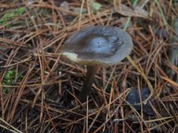 Melanoleuca melaleuca