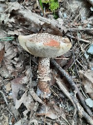 Leccinum aurantiacum