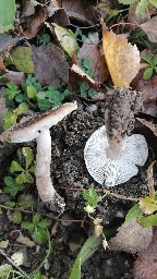 Tricholoma scalpturatum