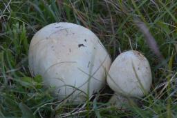 Agaricus arvensis