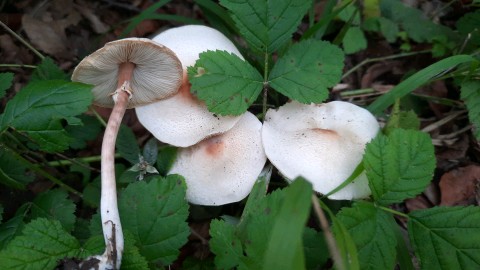 Lepiota cristata