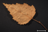 Melampsoridium betulinum