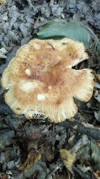 Russula foetens