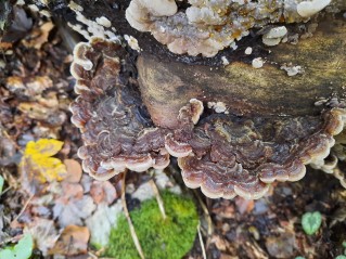 Auricularia mesenterica
