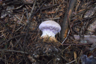 Cortinarius traganus