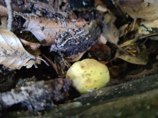 Hypholoma fasciculare var. pusillum