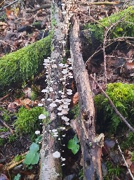 Collybiopsis ramealis