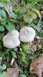 Entoloma rhodopolium