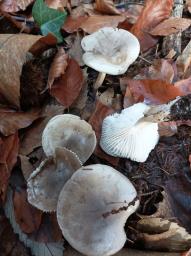 Hygrophorus agathosmus