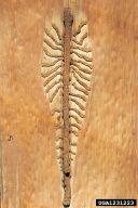 Ips typographus