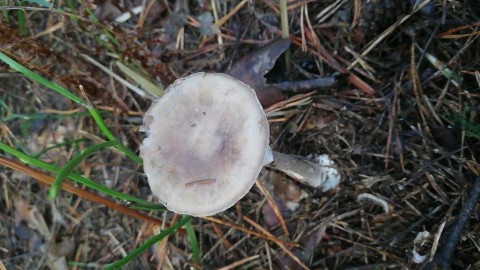 Amanita porphyria