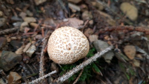 Scleroderma citrinum