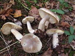 Tricholoma saponaceum