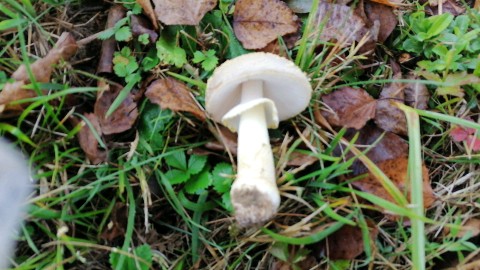 Amanita franchetii